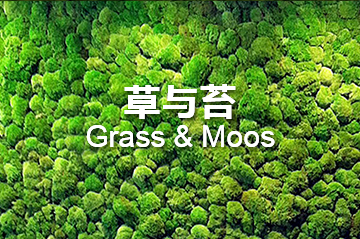 草与苔 Grass & Moss